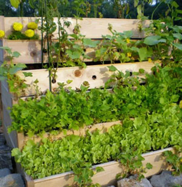 Herb Garden Collection - Large Pack of 13 Organic Heirloom Culinary Herb Seeds - Basil, Parsley, Cilantro, Thyme, and More