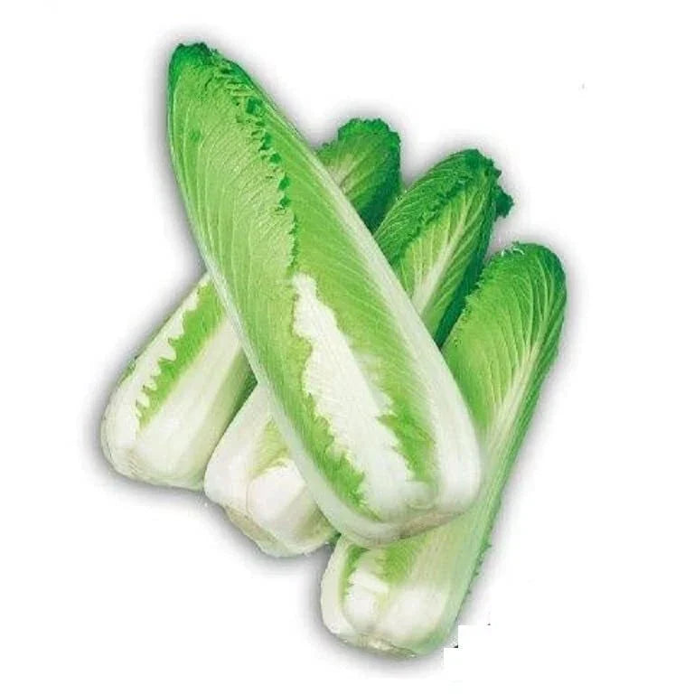 Green Rocket Cabbage Seeds - 30 Edible Seeds - Brassica rapa - Fast-Growing Chinese Cabbage - Ships from Iowa