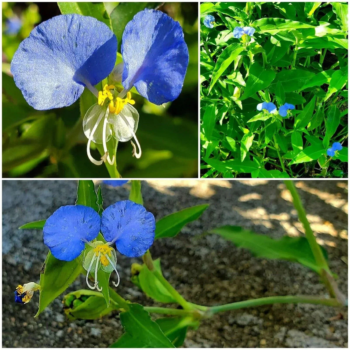 15 Spiderwort Day Lily Fresh Cuttings - Wandering Jew Blue - Tradescantia zebrina - Easy to Care for Indoor/Outdoor Plants