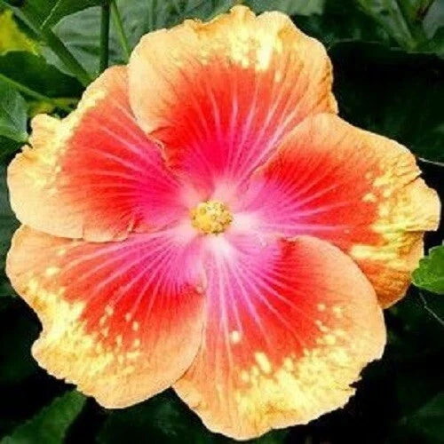 Hibiscus Seeds - 20 Perennial Pink Yellow Flower Seeds - Hibiscus rosa-sinensis - Attracts Pollinators, Easy to Grow
