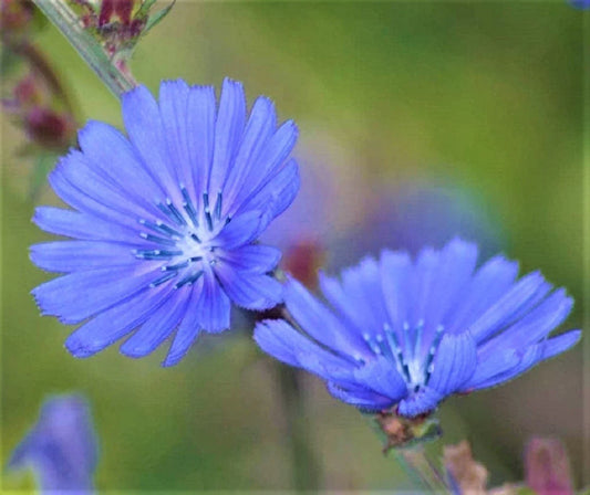 Blue Chicory Seeds 300+ Non-GMO - Cichorium intybus - Organic Edible Flower Seeds for Garden Use