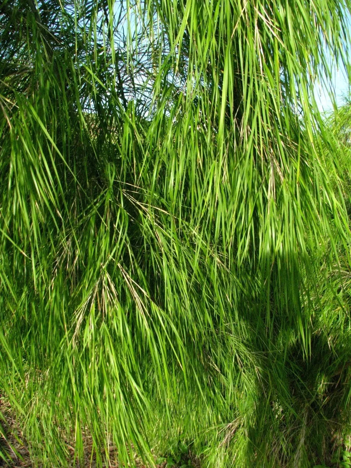 Mexican Weeping Bamboo Seeds - 100 Perennial Ornamental Seeds for Privacy - Otatea acuminata - Fast Growing US Seller