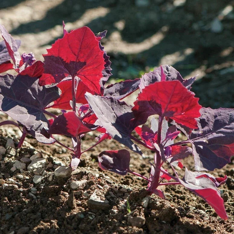 Red Orach Seeds - French Spinach Variety - Atriplex Hortensis - Non-GMO Garden Planting Seeds - Pack of 100