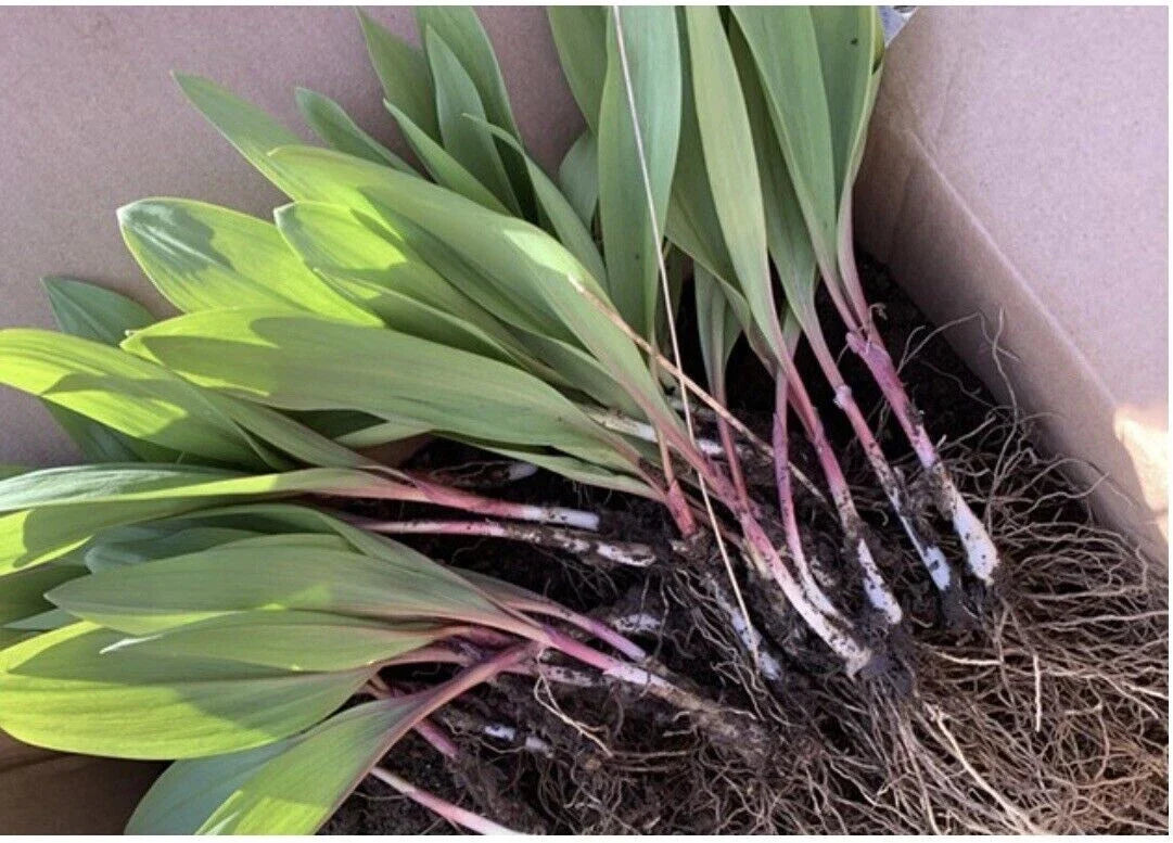 Organic Ramps Wild Leeks Bulbs - 5 Bare Root Allium tricoccum for Planting - Edible Perennial Garden Vegetables