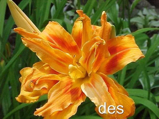 10 Daylily Plants - KWANSO - Double Triple Orange Heirloom - Hemerocallis fulva - Perennial Flowers for Garden Decor