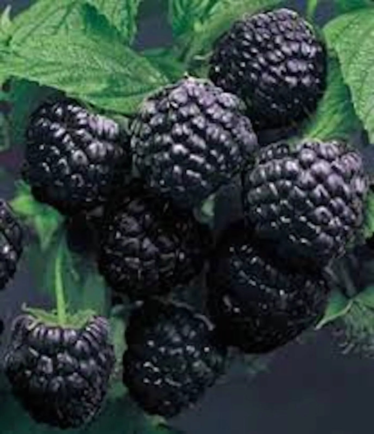 Cumberland Black Raspberry Plants - 3 Bare Root, Disease-Resistant, Sweet-Tart Flavor, Rubus occidentalis, 1-2 Years Old