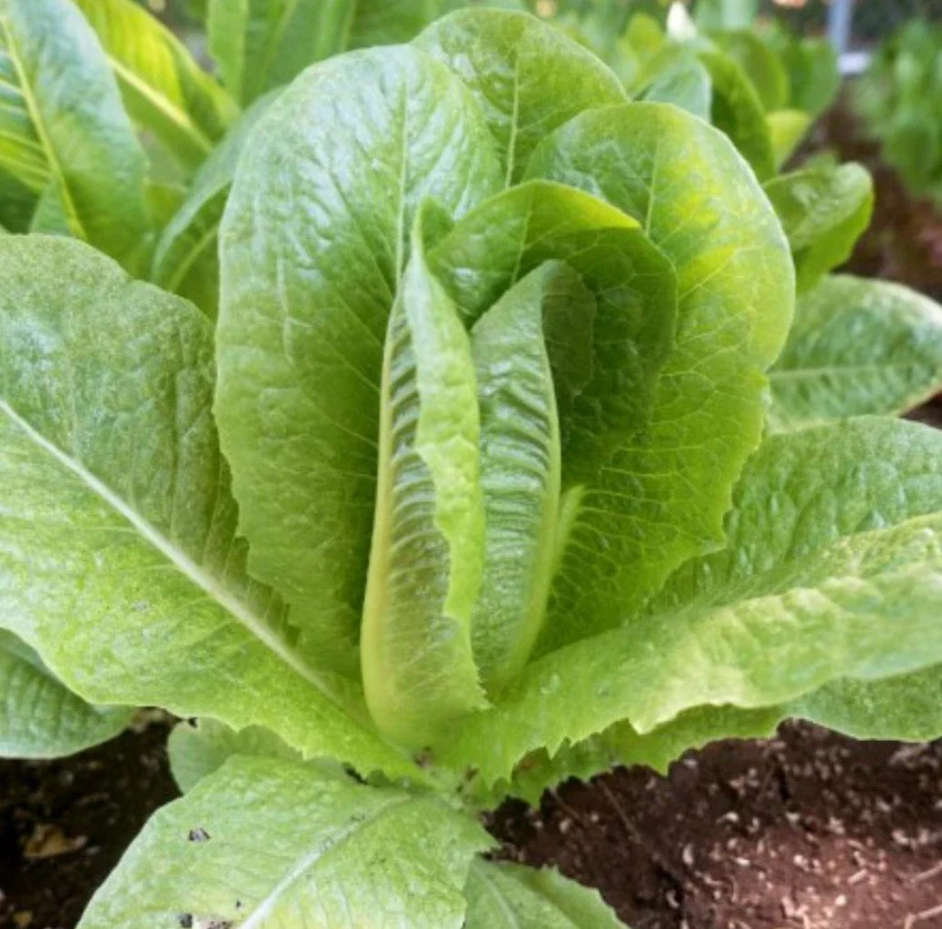 Parris Island Cos Romaine Lettuce Seeds - 4,000 Non-GMO Vegetable Seeds - Lactuca sativa for Home Garden Gardening