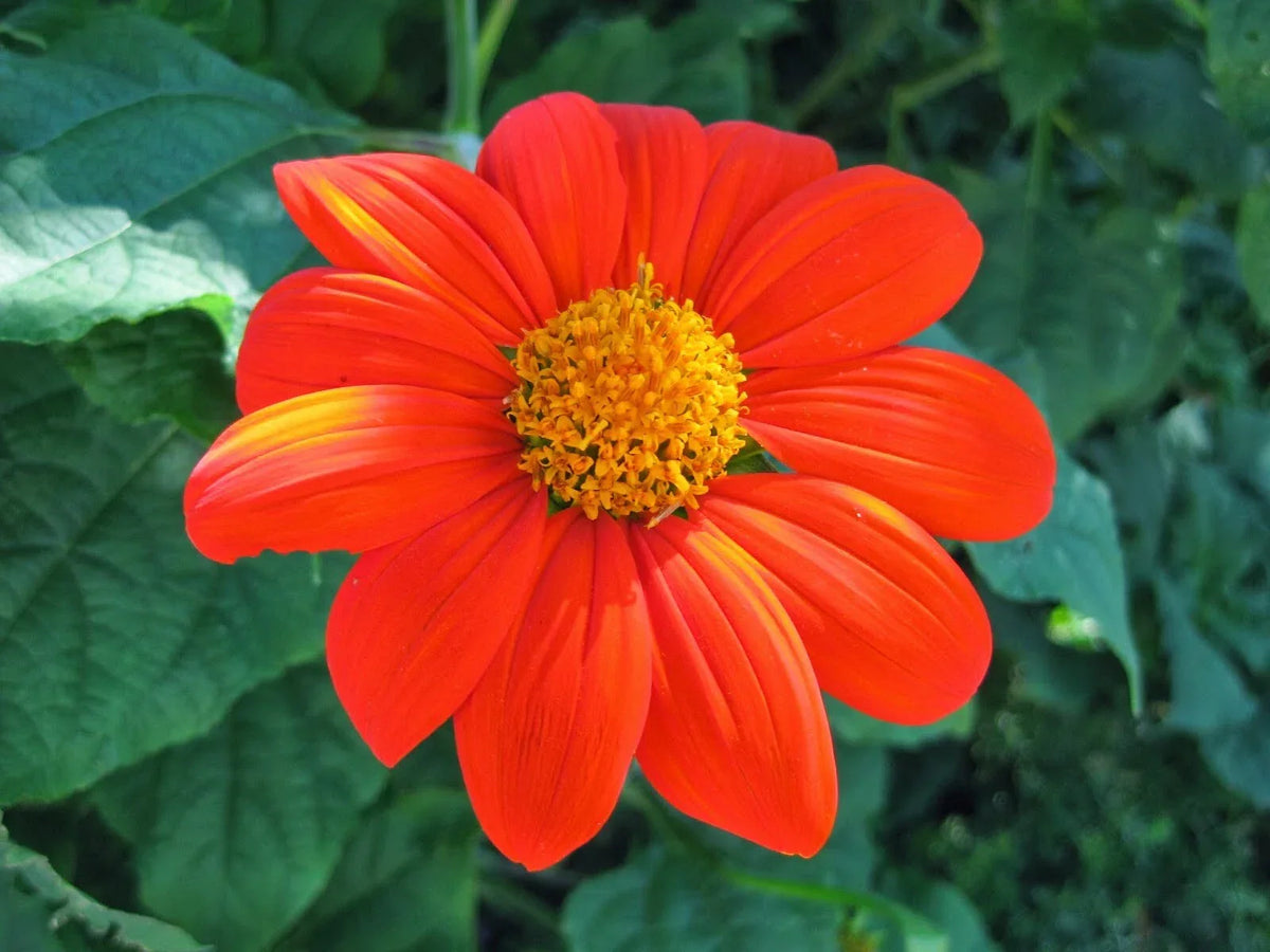 Mexican Sunflower Seeds 50+ Pack, Tithonia Torch Flower, Drought-Tolerant, USA Seller, Free Shipping - Tithonia rotundifolia