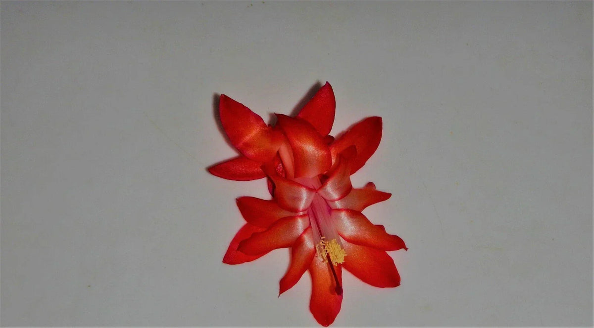 Christmas Cactus Starter Plant - Dragon Fly Variety - Well-Rooted Schlumbergera Truncata - Indoor Houseplant
