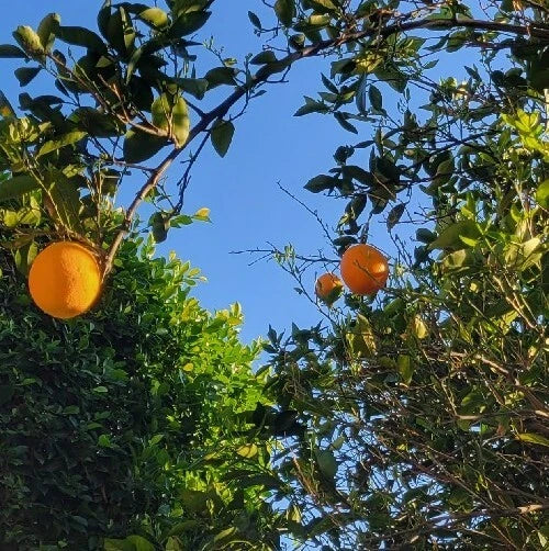 Valencia Sweet Orange Tree Cuttings - 4 Pack Bud Sticks for Grafting - Citrus sinensis - Ideal for Juicing and Fresh Eating