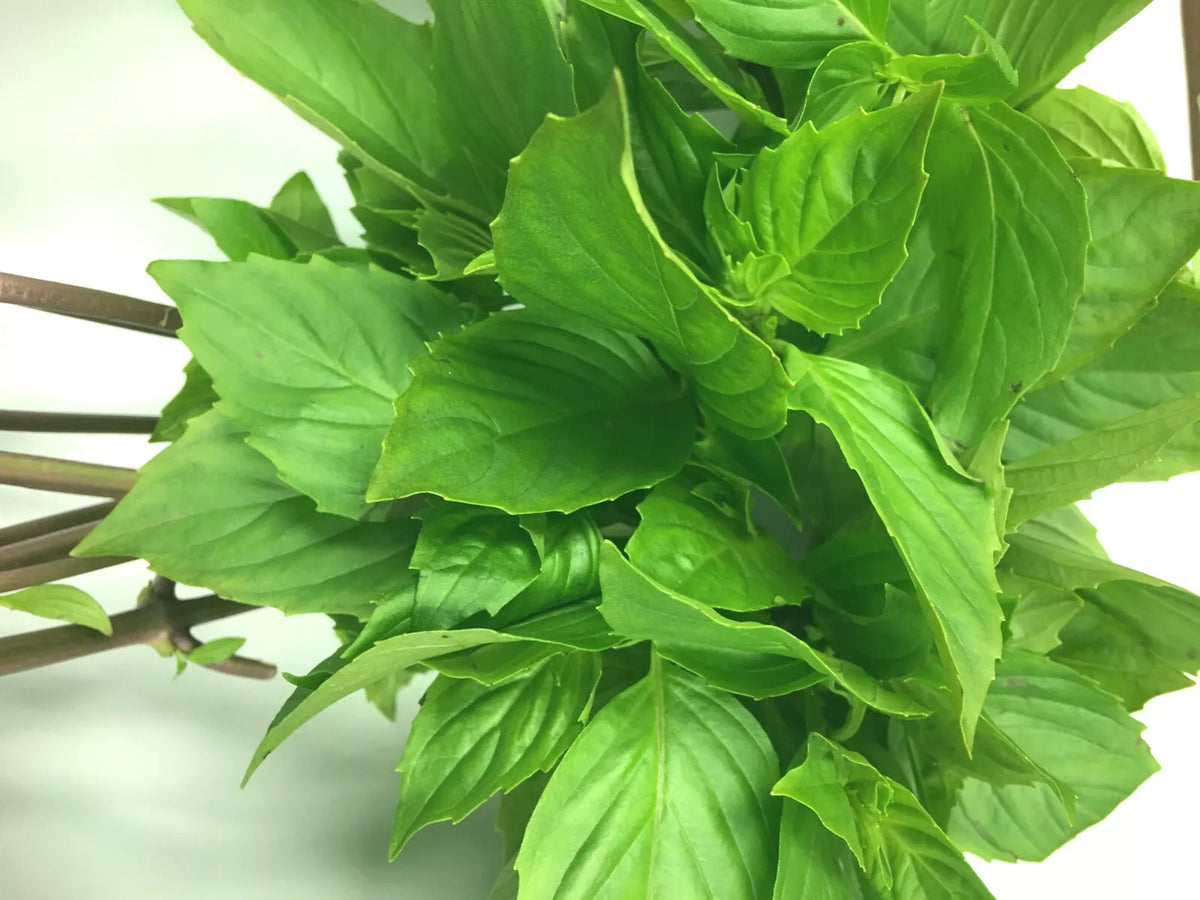 Thai Sweet Large Leaf Basil Seeds - 50+ Seeds, High Yielding Annual Herb, Ocimum basilicum var. thyrsiflora, Lush Green Leaves