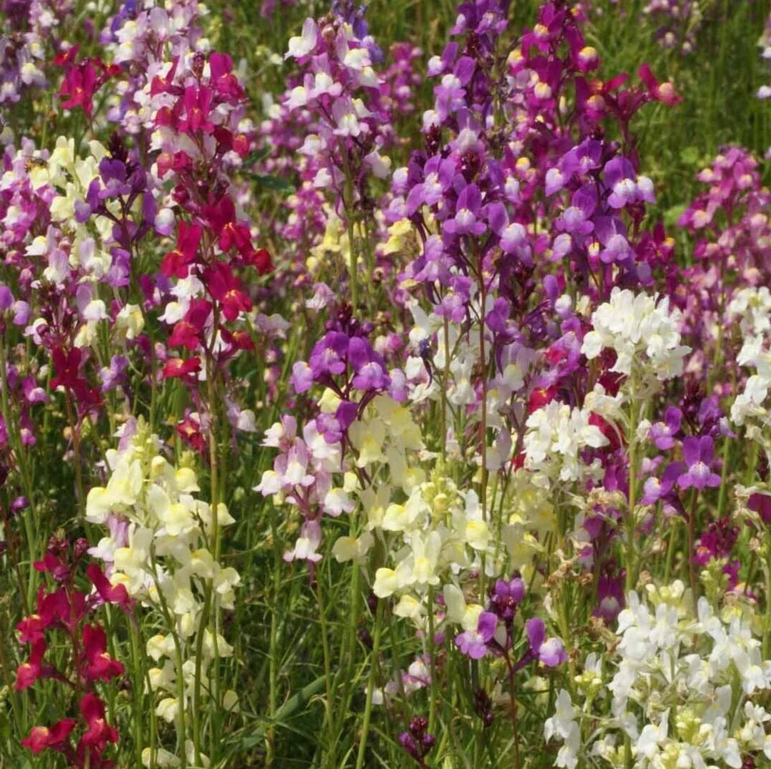 Snapdragon Flower Seeds 5000+ "Northern Lights" Mixed Colors Antirrhinum majus - Vibrant Garden Blooms