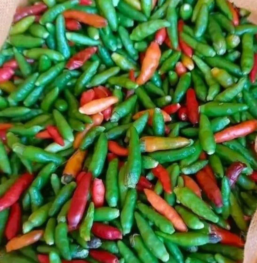 Bird's Eye Chili Pepper Seeds - 30+ Non-GMO Siling Labuyo - Capsicum annuum - Perfect for Home Gardens and Containers