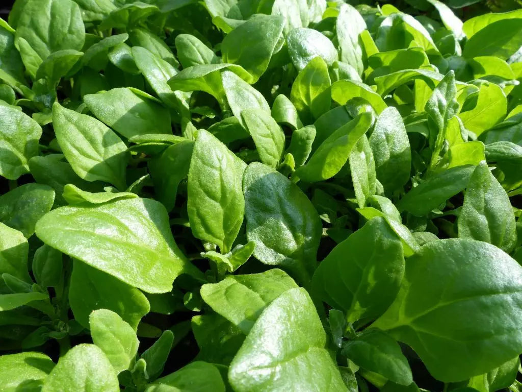 Bulk New Zealand Spinach Seeds, Non-GMO Heirloom, Tetragonia expansa, Various Sizes for Gardening