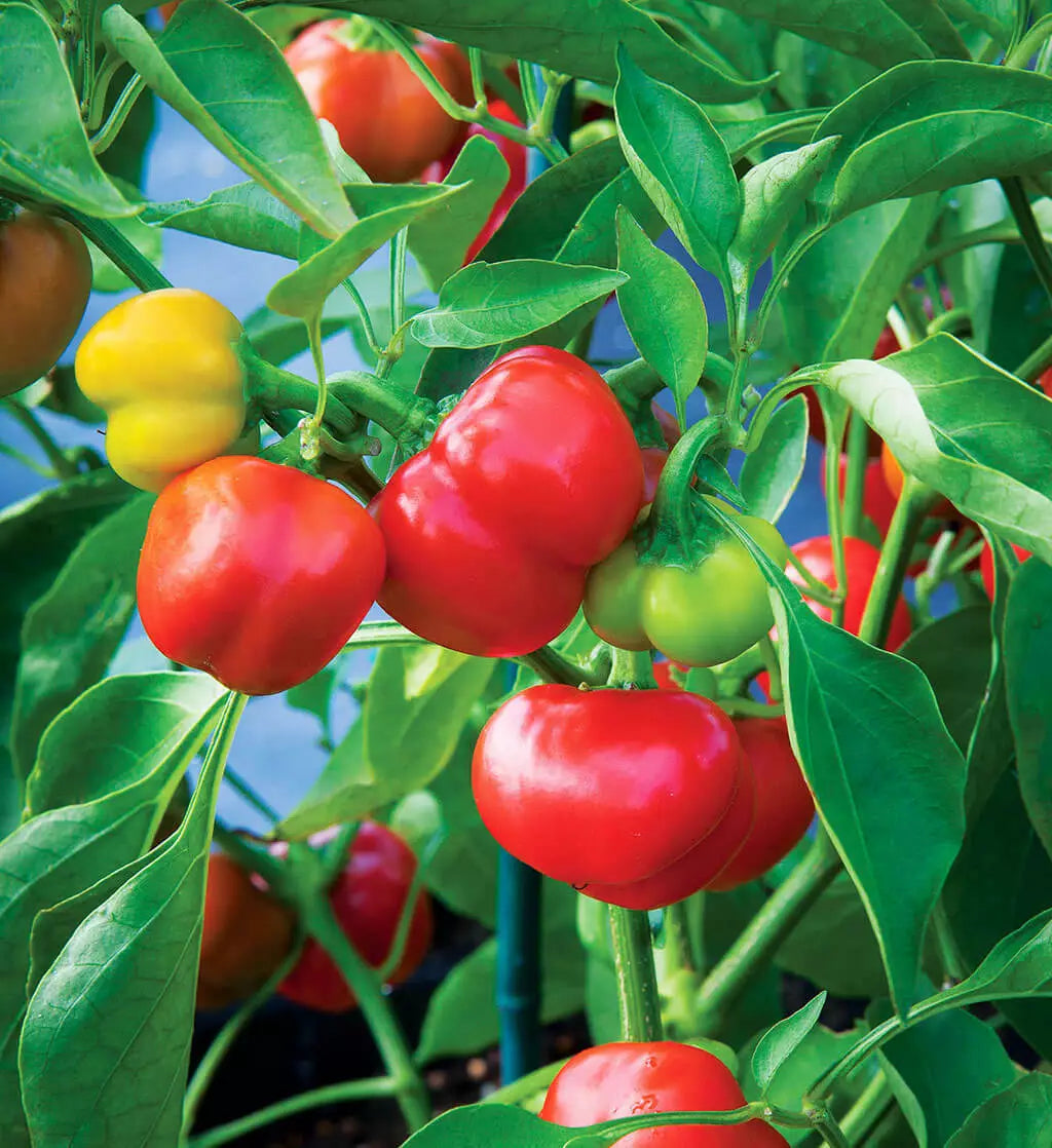 Pimento Sweet Mild Pepper Seeds | Non-GMO Heirloom | Capsicum annuum | 50 Seeds for Fresh Garden Culinary Use