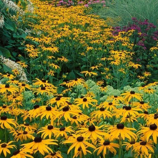 Black Eyed Susan Seeds 500 Count Non-GMO Rudbeckia hirta Perennial Wildflower for USA Gardens