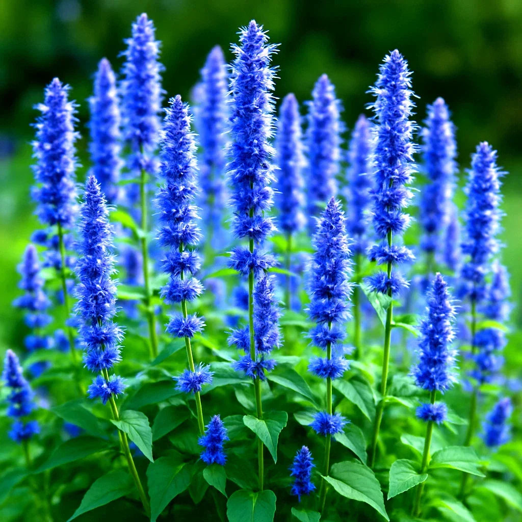 Korean Mint Seeds 600+ Count Perennial Insect Repellent Mentha spicata var. crispa Aromatic Culinary Herb