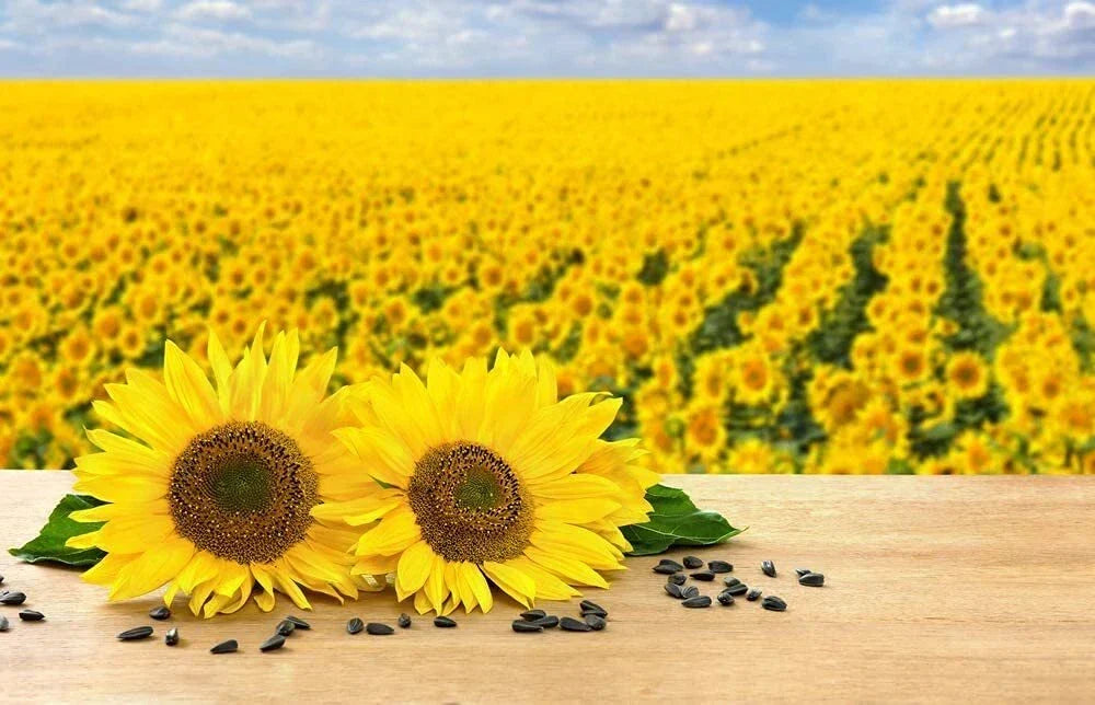 Black Oil Sunflower Seeds - 100+ Seeds - Attract Birds - Helianthus annuus - Made in USA