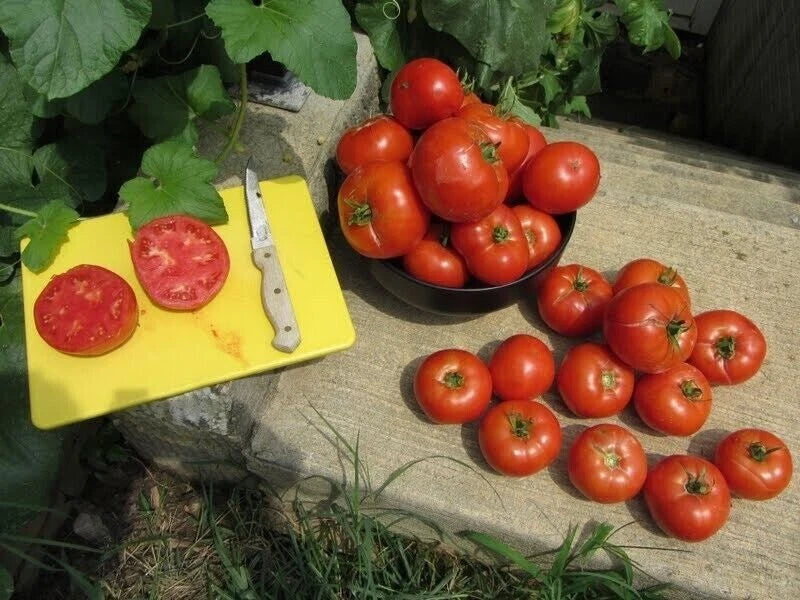 Homestead Tomato Seeds - 120+ Heirloom Non-GMO Drought Resistant - Solanum lycopersicum - Perfect for Home Gardens