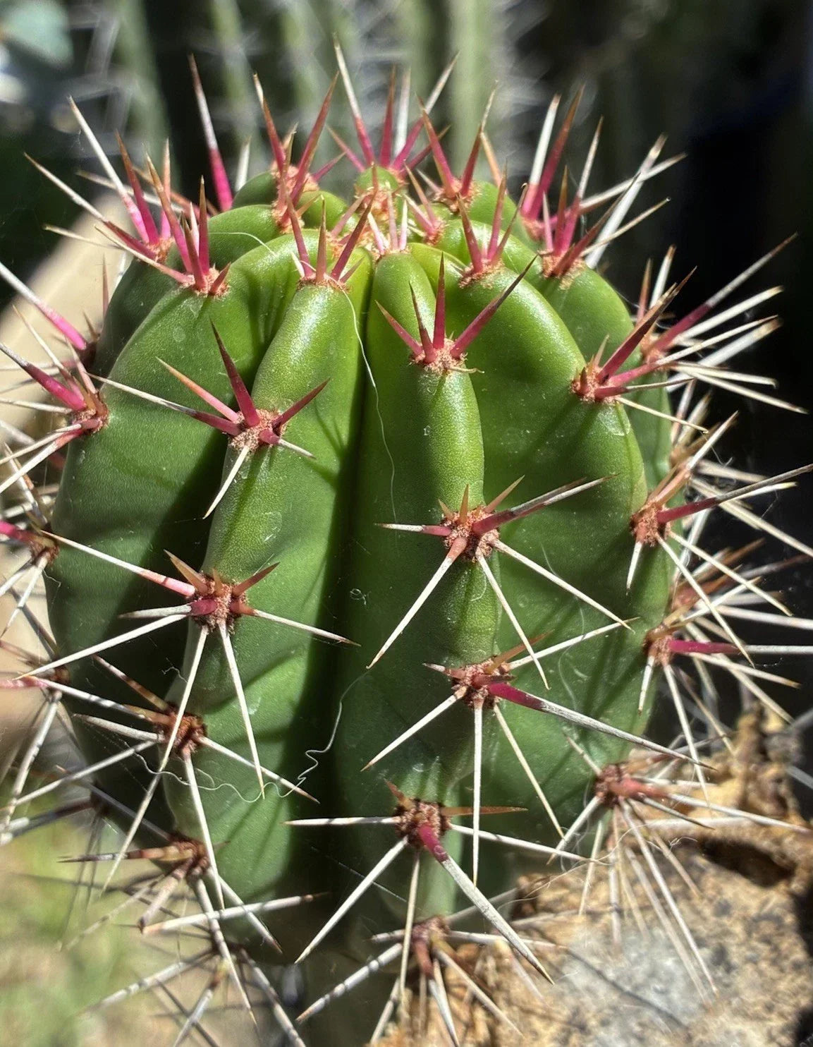 Live Plant Cutting - Stenocereus Queretaroensis - Queretaro Cactus - Exotic Succulent for Indoor/Outdoor Gardens