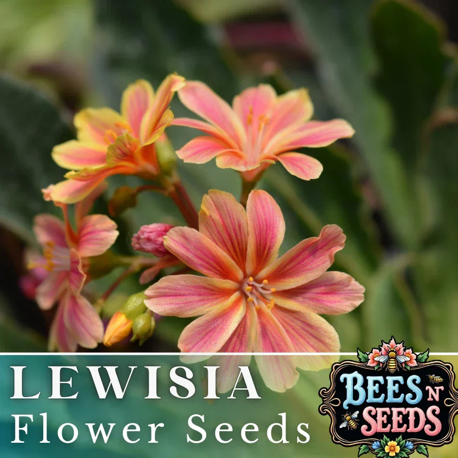 Cliff Lewisia Seeds - 35 or 100 Non-GMO Flower Seeds - Pink, White, Yellow Blooms - Lewisia cotyledon for Garden