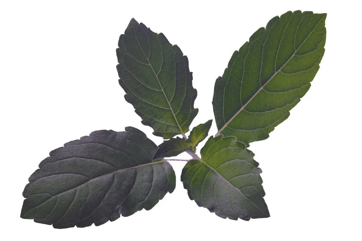 Organic Holy Basil Seeds - 500+ Premium Tulsi Seeds - Medicinal Herb (Ocimum sanctum) - Non-GMO & Easy to Grow