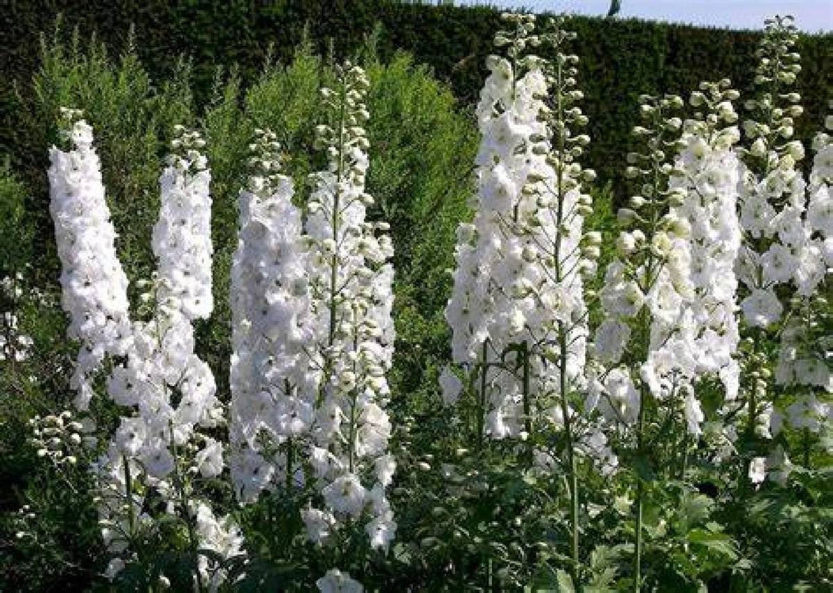 White King Larkspur Seeds - 30 Pre-Stratified Seeds, Delphinium consolida, Non-GMO, Elegant White Flowers for Gardens