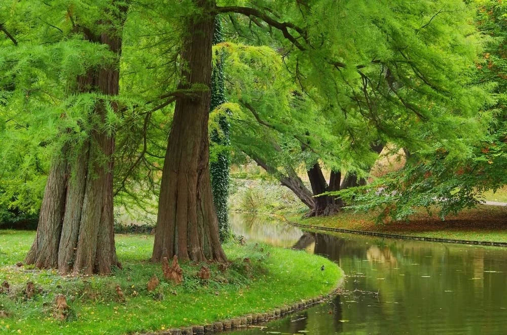 Dawn Redwood Tree Seeds - 35 Seeds - Metasequoia glyptostroboides - Deciduous Conifer for Garden - Ships from USA