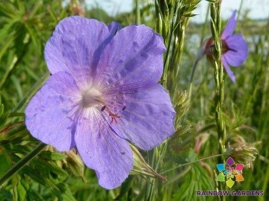 Irish Blue Geranium Seeds - 25+ Pack - Perennial Flower - Geranium pratense - Easy to Grow Garden Planting