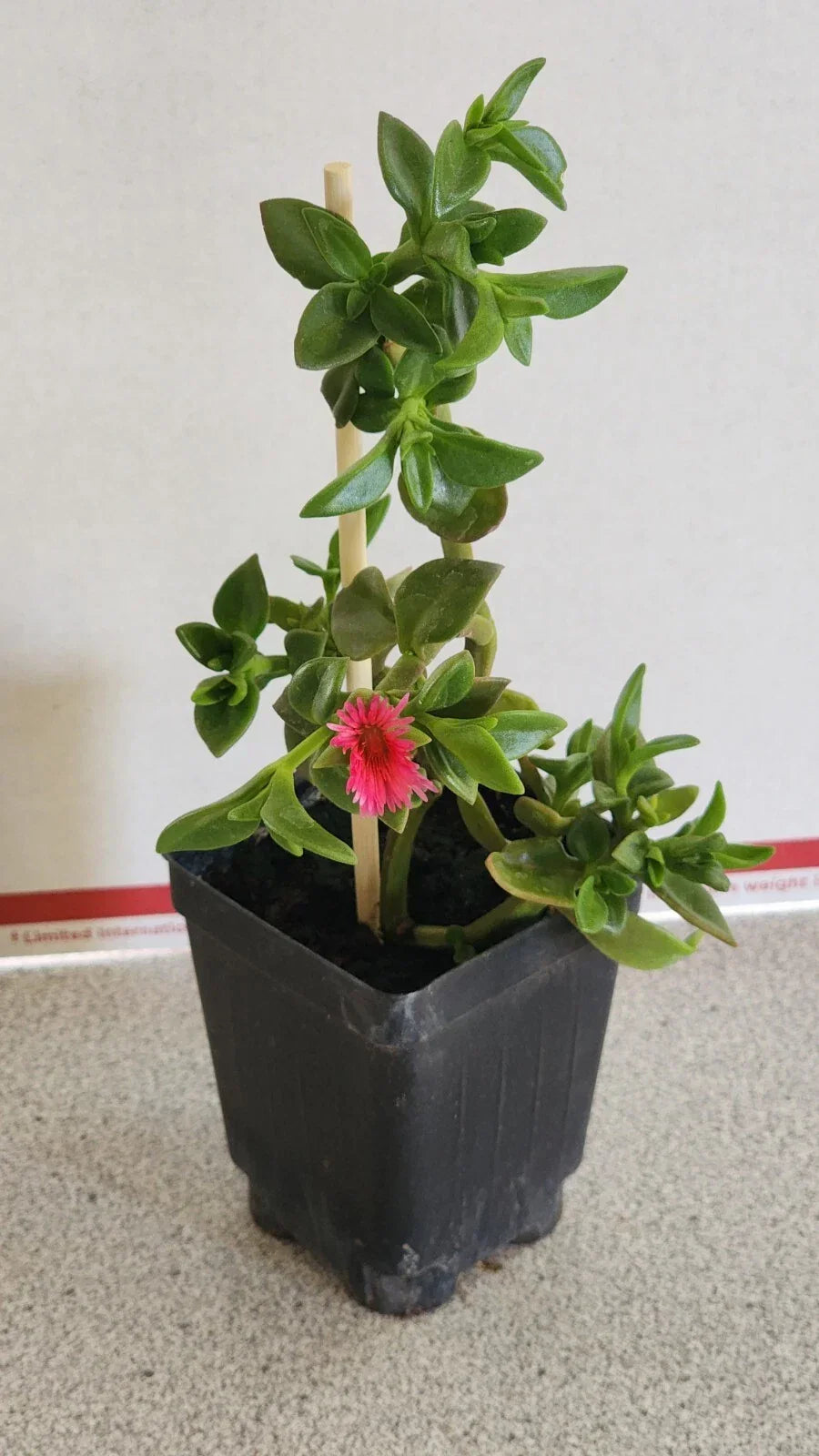 Sun Rose Plant - 6 to 8 Inches - Red Apple Variety - Aptenia cordifolia - Hardy Succulent for Gardens and Indoor Spaces