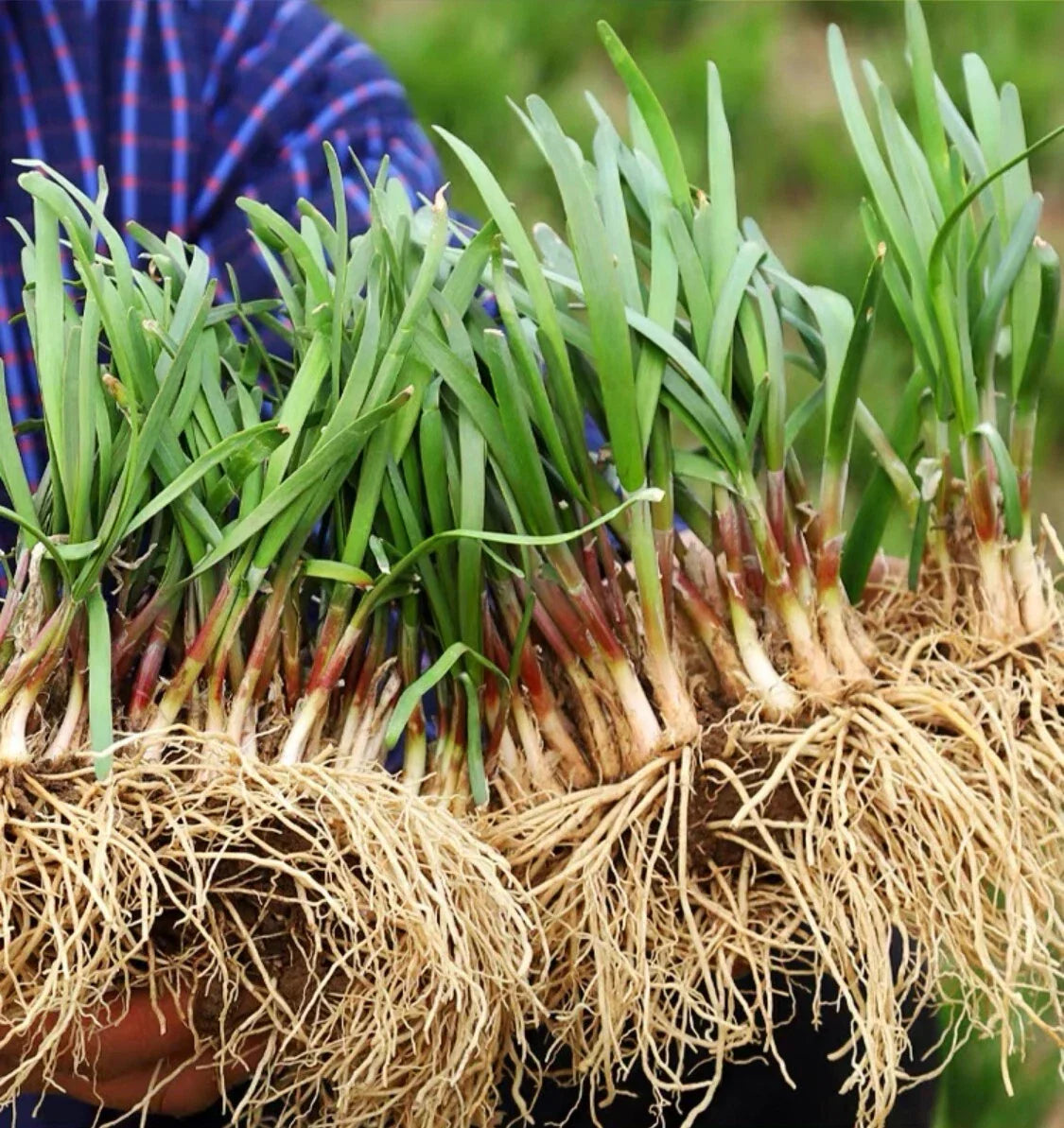 Live Chinese Chives Roots - Culinary Herb - Allium tuberosum - Fresh Edible Plant - Easy to Grow for Home Garden