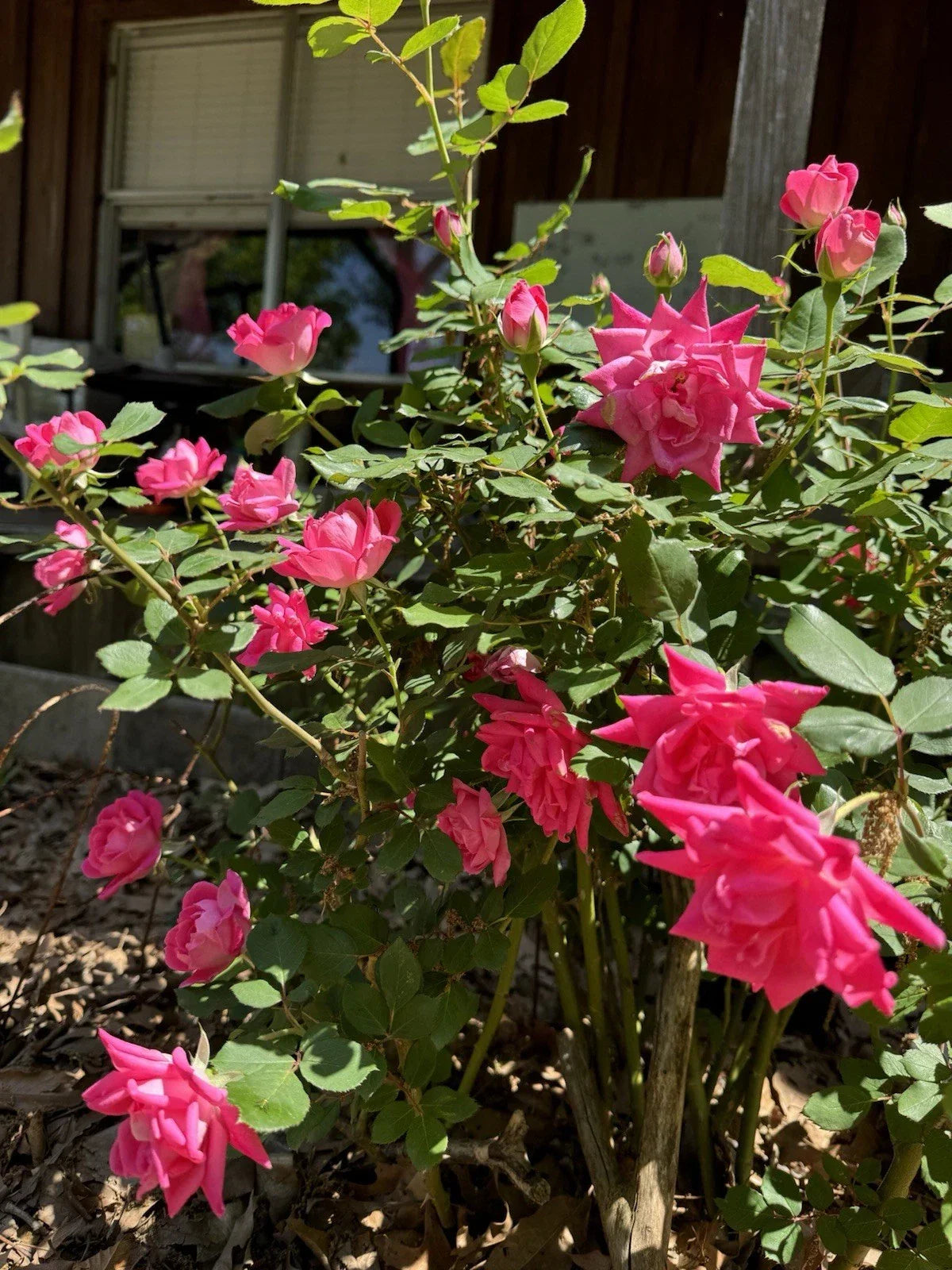 Double Pink Knock Out Roses Rooted Cuttings, Live Plants, Rosa 'Radrazz' - Vibrant & Low-Maintenance Perennial Blooms