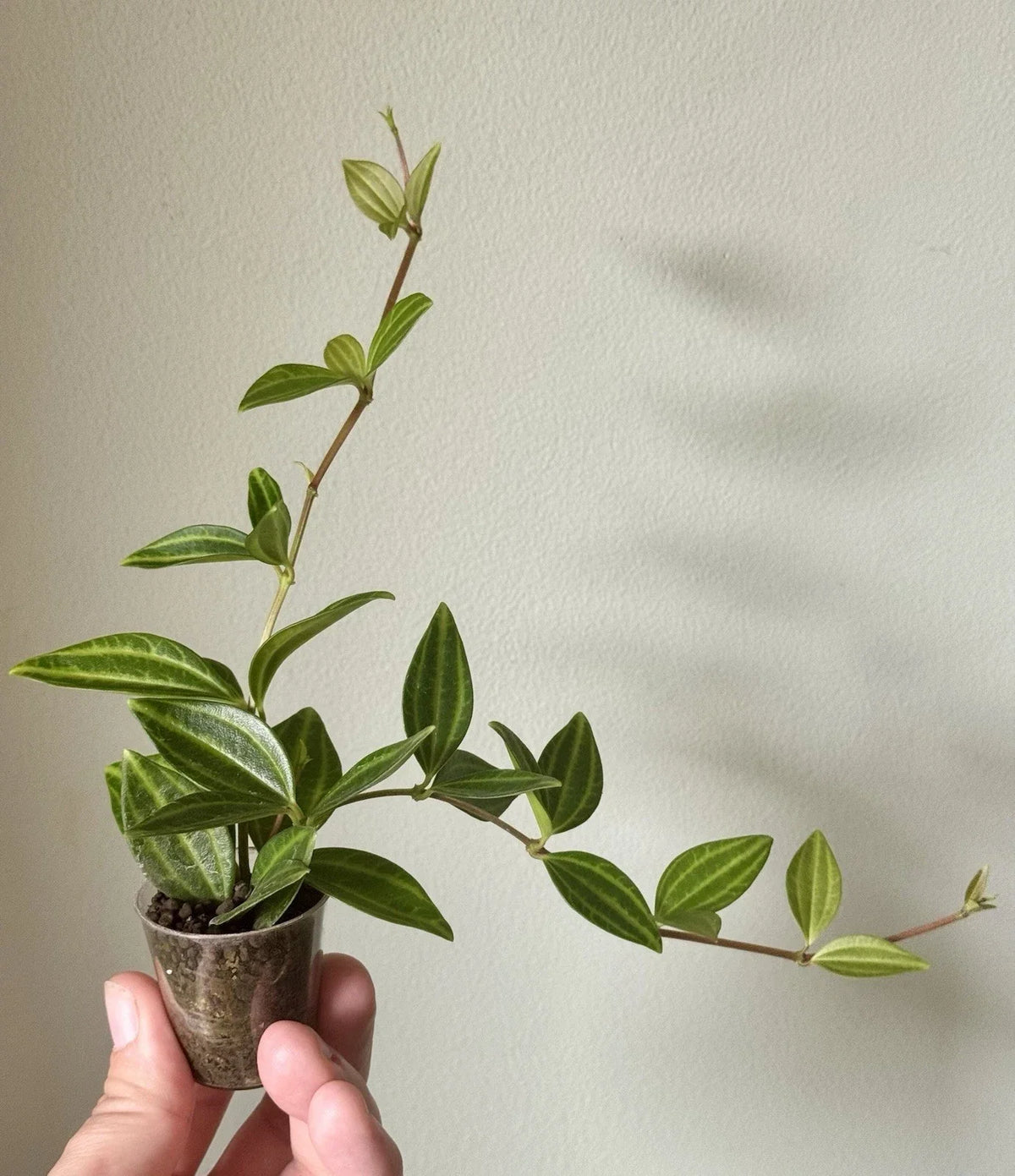 Funky Frog Peperomia Cuttings - Unique Variegated Houseplant - Peperomia Angulata - Easy Care Indoor Plant