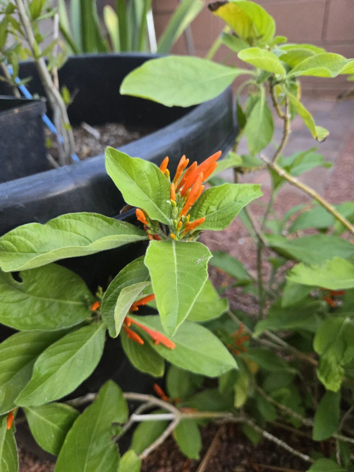 Orange Justicia Honeysuckle Cuttings, 3 Pieces, 4" Each, Justicia spicigera - Attract Hummingbirds & Butterflies