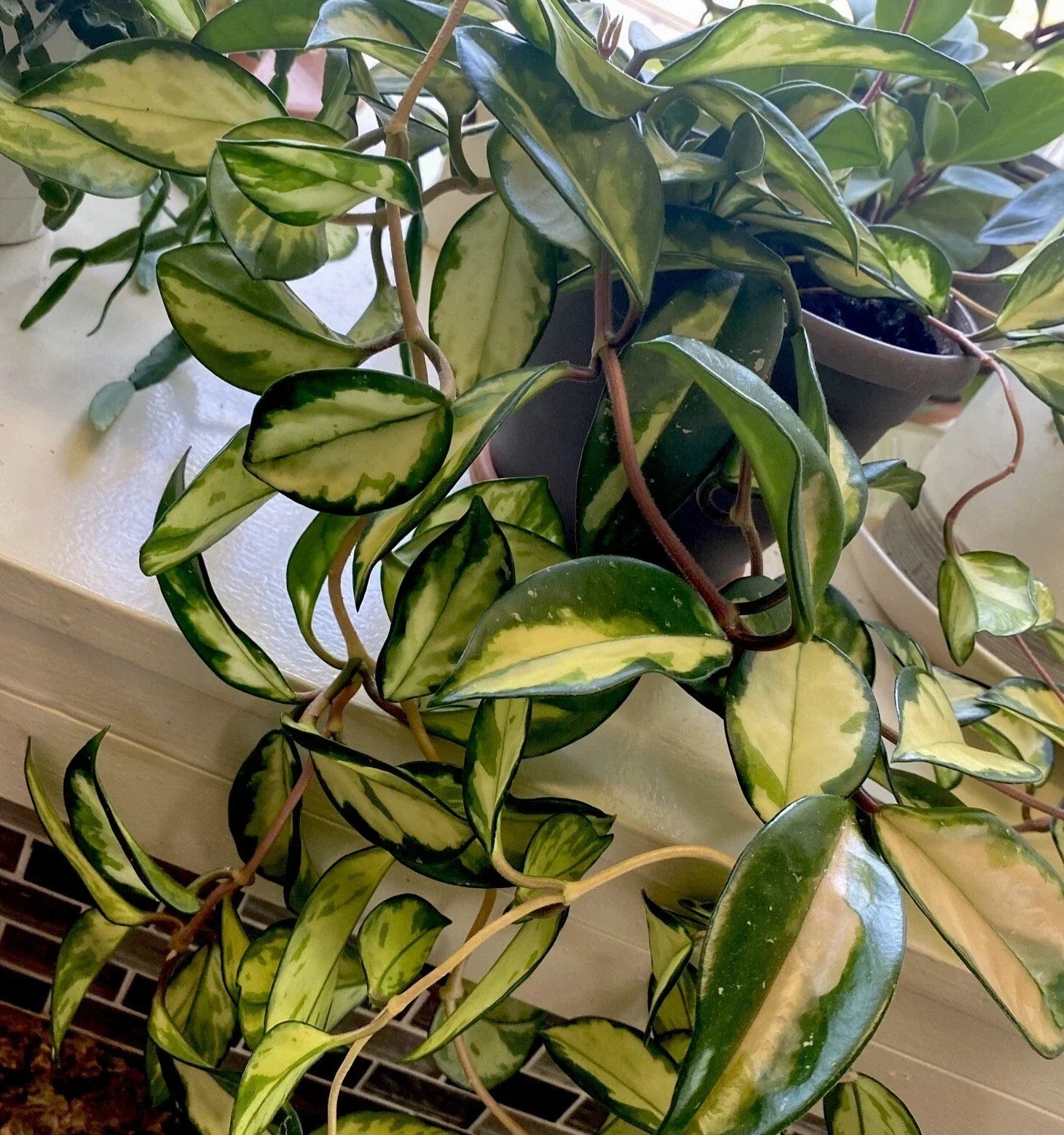 Hoya Cuttings - 3 Inch Unrooted - Krimson Princess - Hoya carnosa var. Krimson Princess - Tropical Houseplant for Propagation