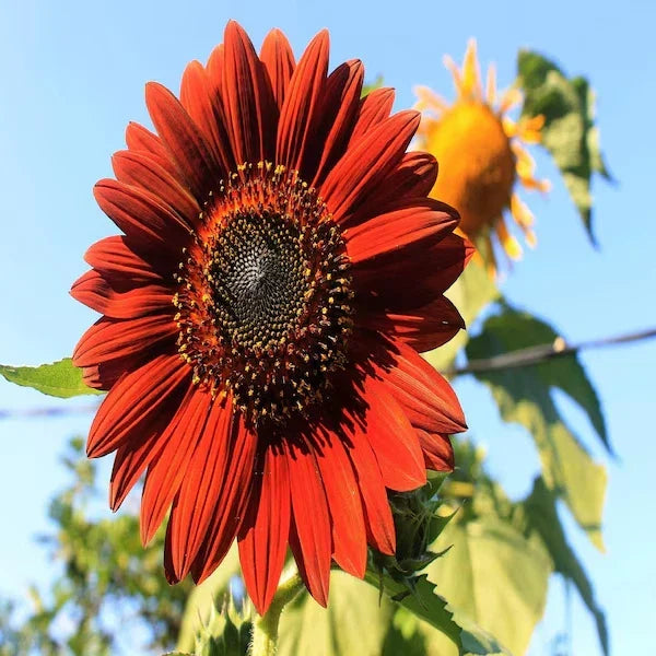 Organic Velvet Queen Sunflower Seeds - 50 Pack - Helianthus annuus - Dark Red Flowers - USA Grown, Non-GMO