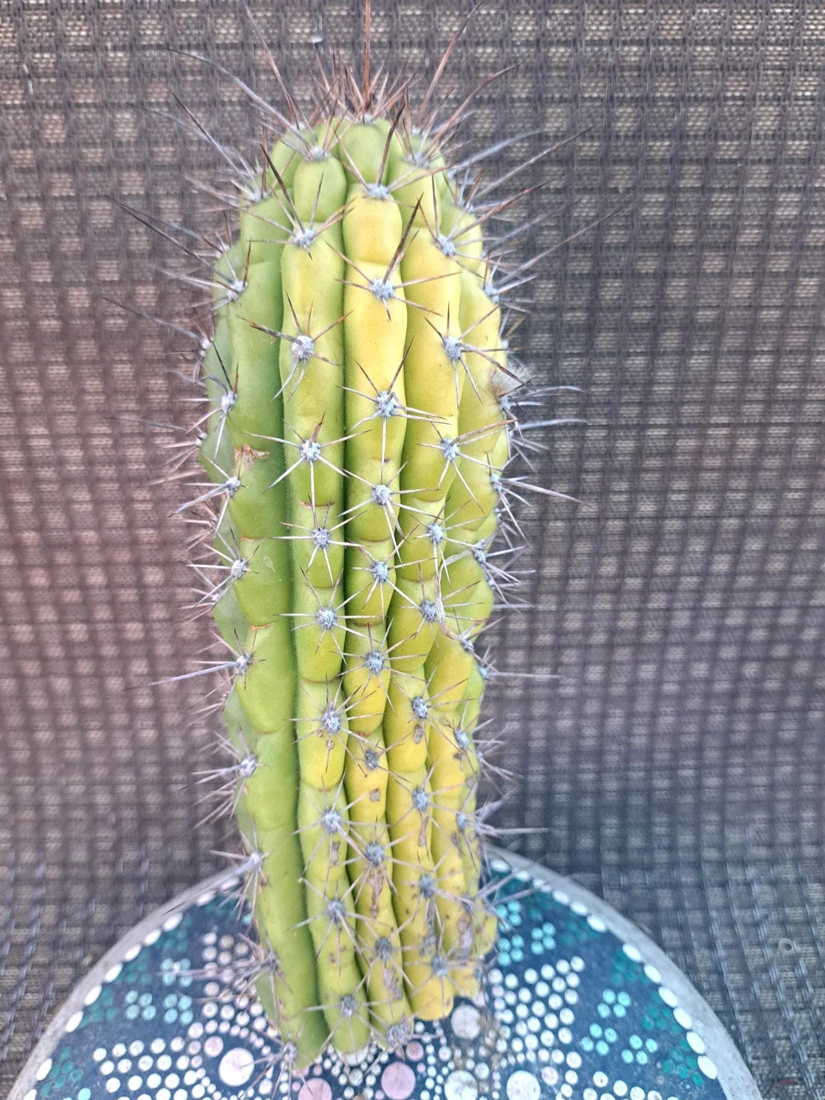 Cereus Thelegonus Cactus Cutting 7.5" - Unique Indoor Succulent Plant for Home Decor - Cereus thelegonus