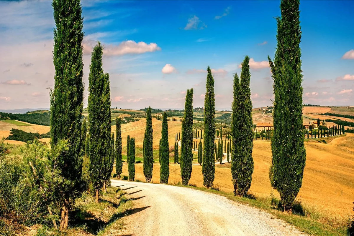 Italian Cypress Seeds - 100 Count - Cupressus sempervirens - Exotic Evergreen Tree Seeds for Planting