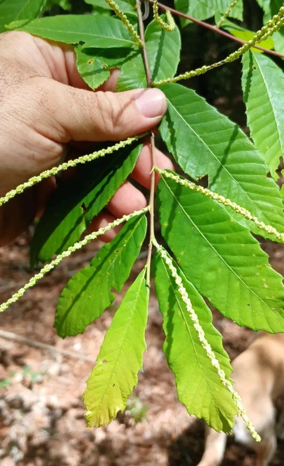 Dwarf Chestnut Cuttings 10 Pack - Rare Chinquapin - Castanea pumila - Native Plant from South Alabama