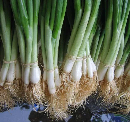 Bulk Tokyo White Bunching Onion Seeds - 500 Count Packet - Mild, Crisp, Sweet - Allium fistulosum