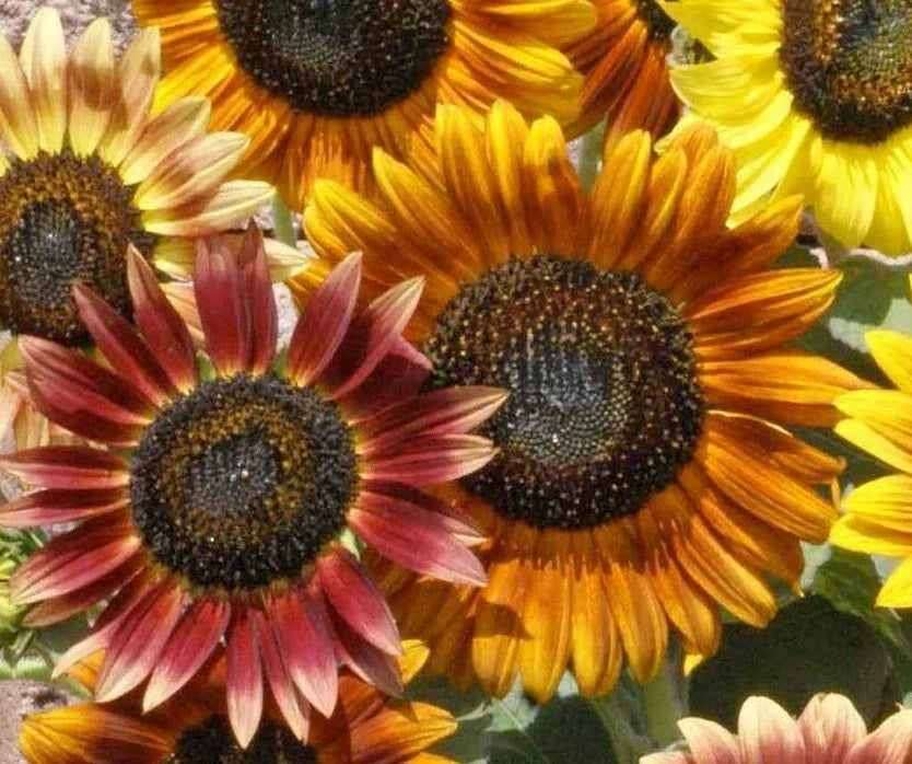 Sunflower Seeds 50+ Pack Autumn Beauty Mix Helianthus annuus Annual Attracts Bees & Birds Garden Planting