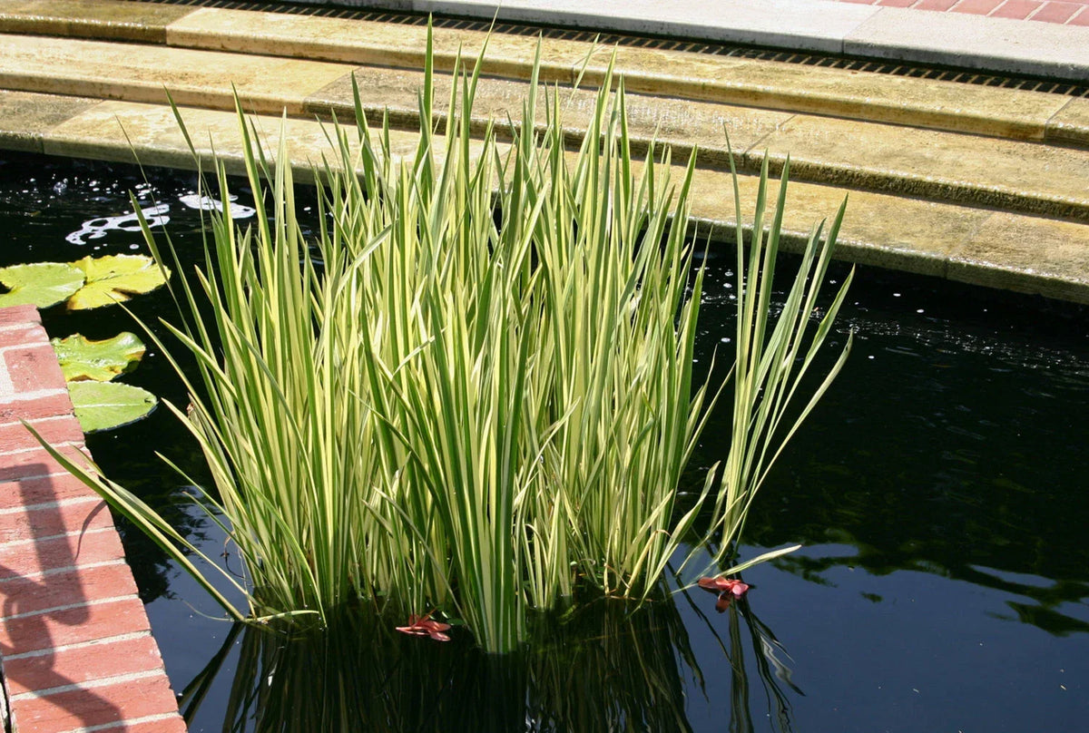 Cold Hardy Variegated Sweet Flag Plant - 2 Gallon Aquatic Plant - Acorus calamus variegatus - Perfect for Ponds & Water Gardens