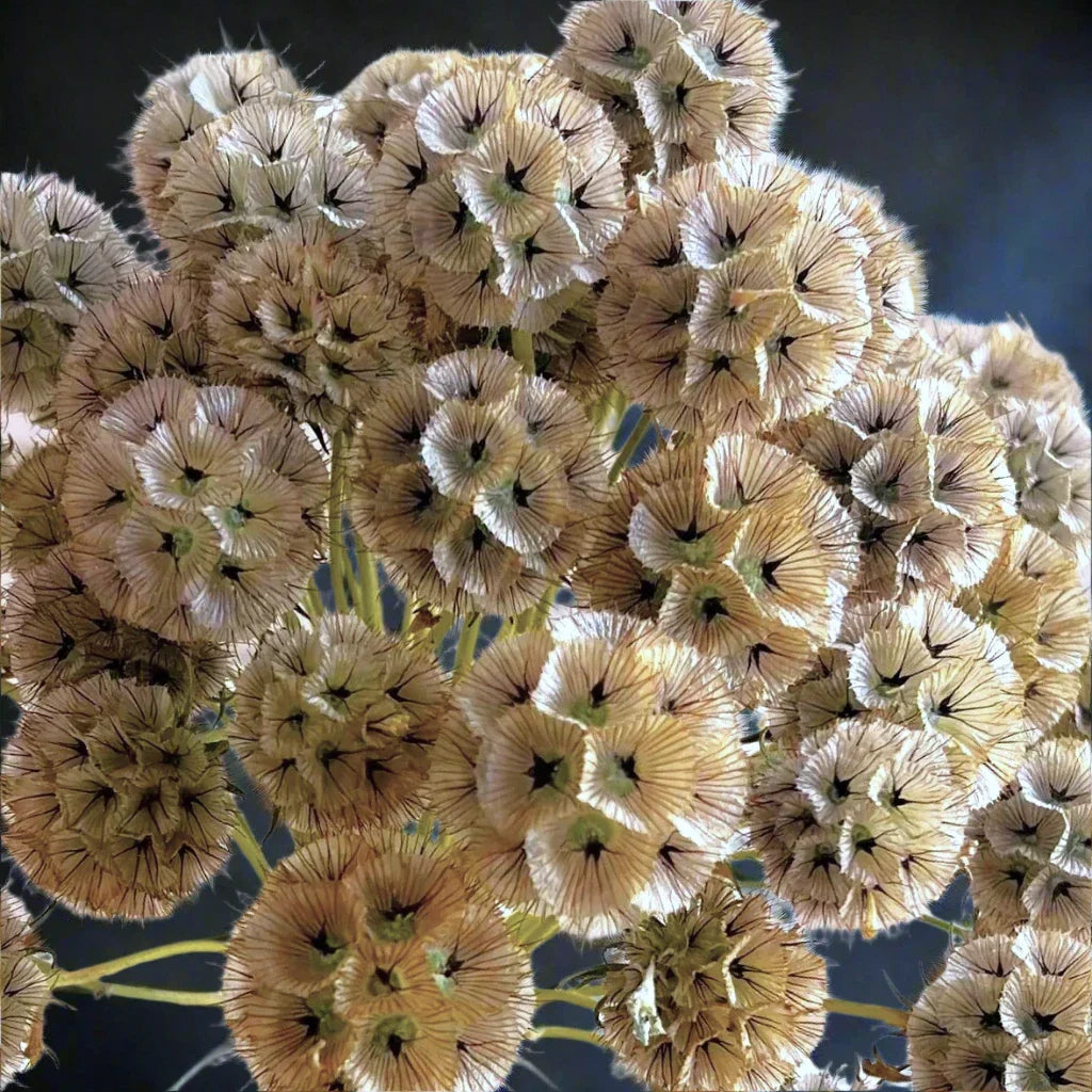 Starflower Pincushion Seeds - Drumstick Variety - Lomelosia Scabiosa - 100 Seeds - Ideal for 2025 Planting