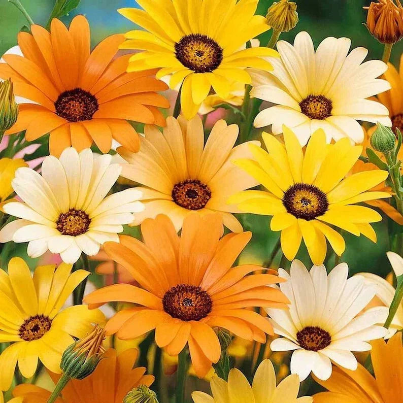 African Daisy Mix Seeds - 200 Organic Seeds - Arctotis spp. - Vibrant Color Blend for Easy Gardening