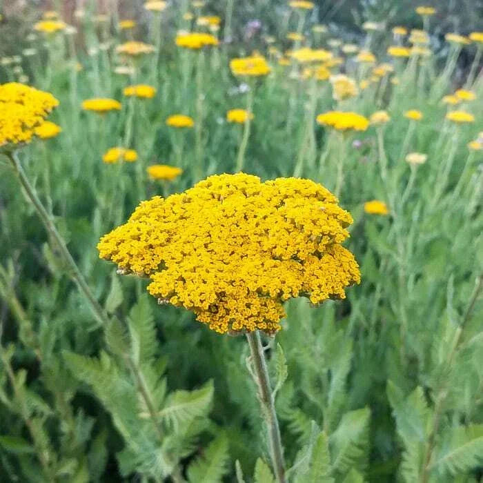 Gold Yarrow Seeds - Easy Grow Perennial - Achillea millefolium - Attracts Butterflies & Hummingbirds - Free Shipping