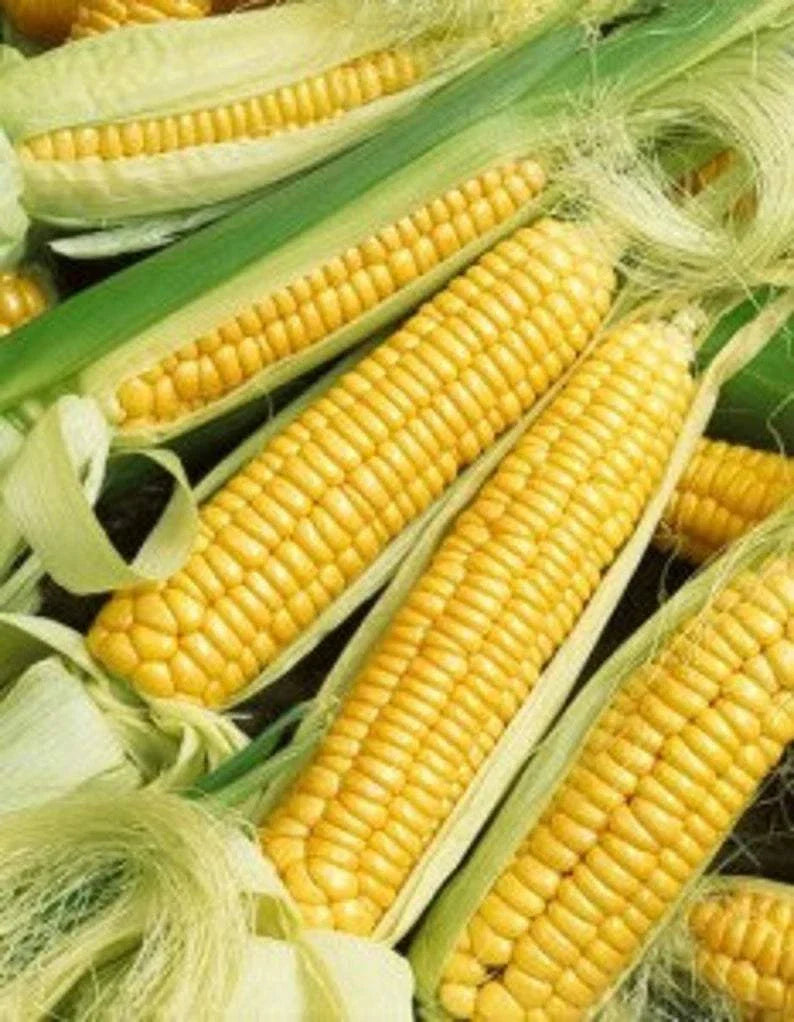 Early Golden Bantam Sweet Corn Seeds, Heirloom NON-GMO, Zea mays, Open-Pollinated for Home Gardening, Free Shipping