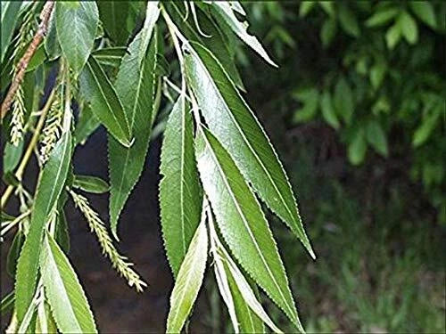Black Willow Tree Cuttings - 2 Pack - Salix nigra - Fast-Growing Shade and Privacy Tree for Garden and Landscape