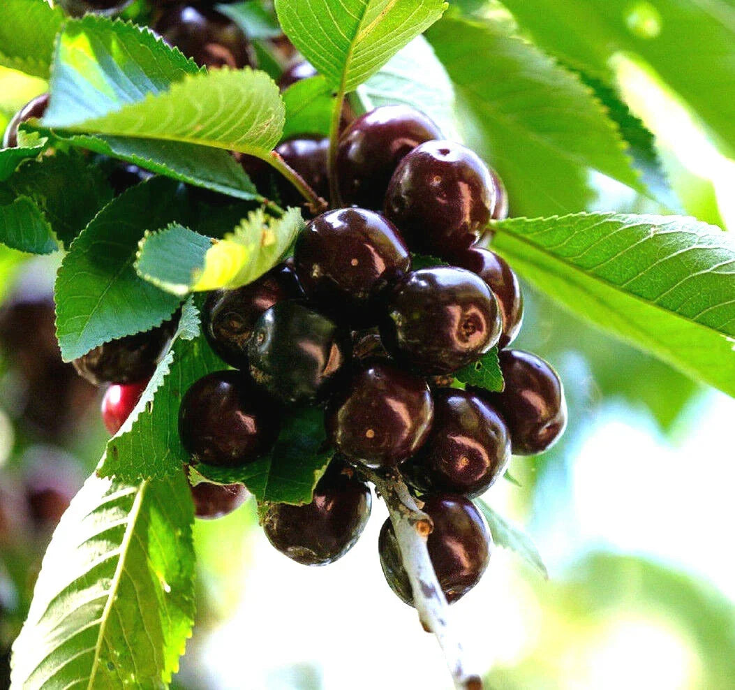 Black Cherry Seeds - 20 Pack - Sweet Edible Fruit - Prunus serotina - Native Tree for Gardens and Orchards