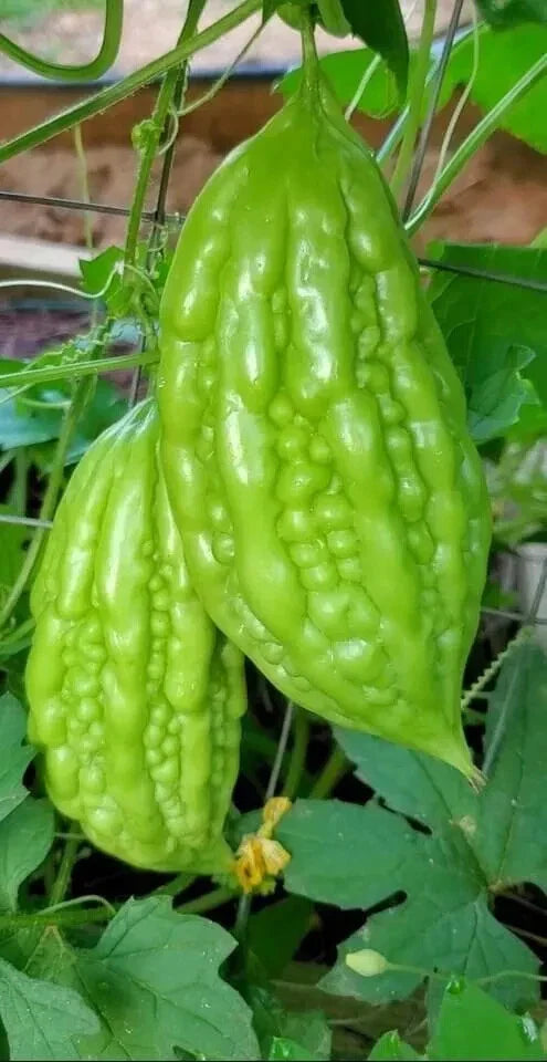 Bitter Melon Seeds 10 Pack - Momordica Charantia - Non-GMO Bitter Gourd - USA Garden Vegetable Seeds