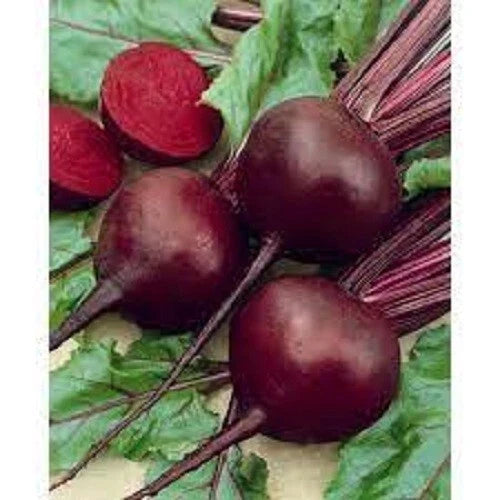 Organic Detroit Red Beet Seeds - Heirloom Vegetable Seeds - Beta vulgaris - 200 Seeds for Home Gardening